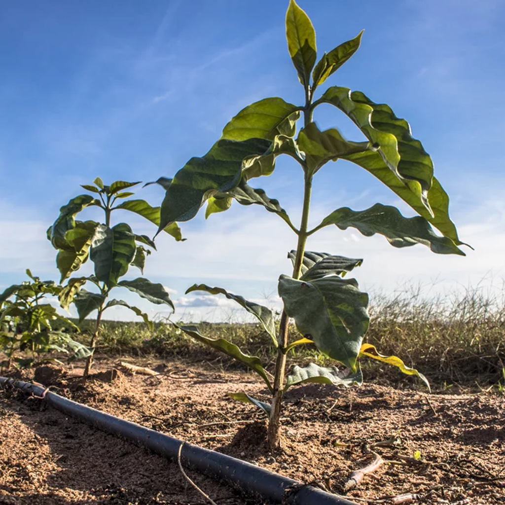 Plantação de café irrigada em Minas Gerais